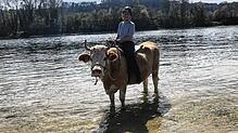 Kuh im Wasser des Rheins, Reiterin im Glück: Redakteurin Jacqueline Weiß hat das Kuhtrekking bei Hemishofen ausprobiert.