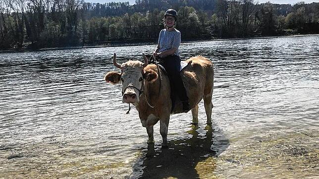 Kuh im Wasser des Rheins, Reiterin im Glück: Redakteurin Jacqueline Weiß hat das Kuhtrekking bei Hemishofen ausprobiert.