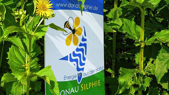 Die Faser der nachwachsenden Silphie kann zur Papierherstellung verwendet werden, und diese Idee entwickelt zu einer wahren ...