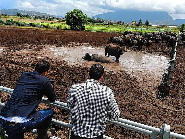 Das ZDF hat 2019 mit Büffel Bill im italienischen Capaccio Paestum, Region Kampagnien, gedreht.