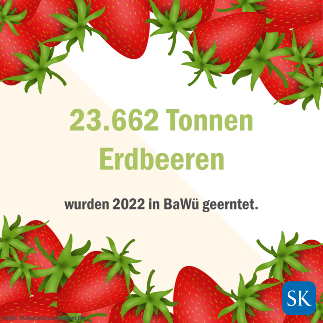 Bild 1: So viele Erdbeeren werden in Baden-Württemberg geerntet
