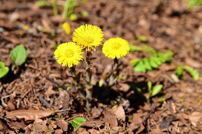 Bild 2: Tussilago fafara: Der Frühblüher Huflattich hilft bei Husten, ist aber auch giftig