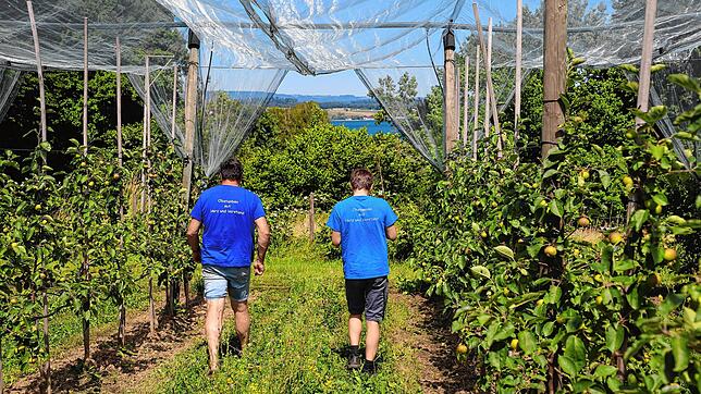 Obstbauer Thomas Romer und sein Sohn Felix schlendern durch eine ihrer Anlagen. Die Netze über ihren Köpfen sollen die Apfelbäume vor ...