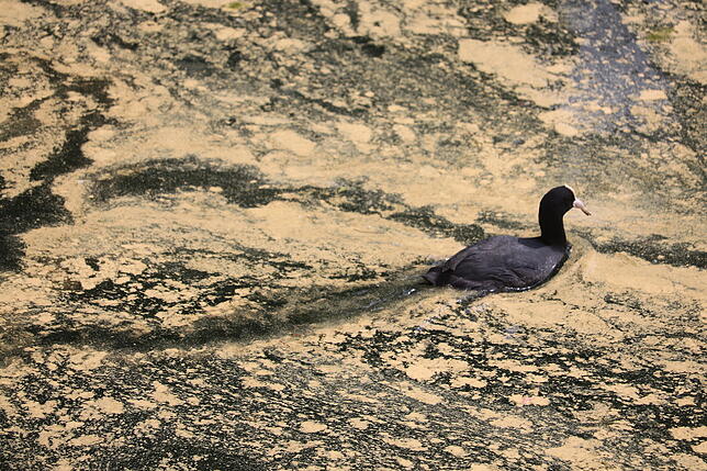 Das Blässhuhn hinterlässt seine Spuren in den Pollen auf der Wasseroberfläche im Mantelhafen.