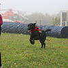 Nach dem Parcours liefern sich die Kinder ein Rennen mit dem Hund. Heute liegt Momo auf Platz zwei.