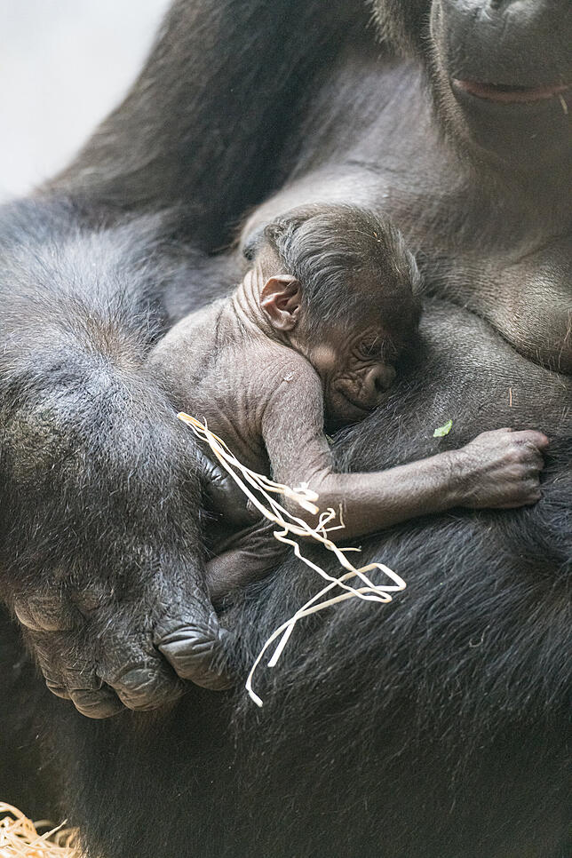 Bild 6: Nachwuchs im Zoo: So liebevoll kümmert sich Gorilla-Mama Faddama um ihr Baby