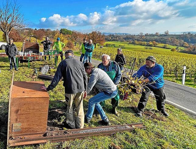 Mit vereinten Kräften wird die Sipplinger Klosterbirne aus dem Pflanzgefäß gezogen, in dem sie bei der Landesgartenschau stand.