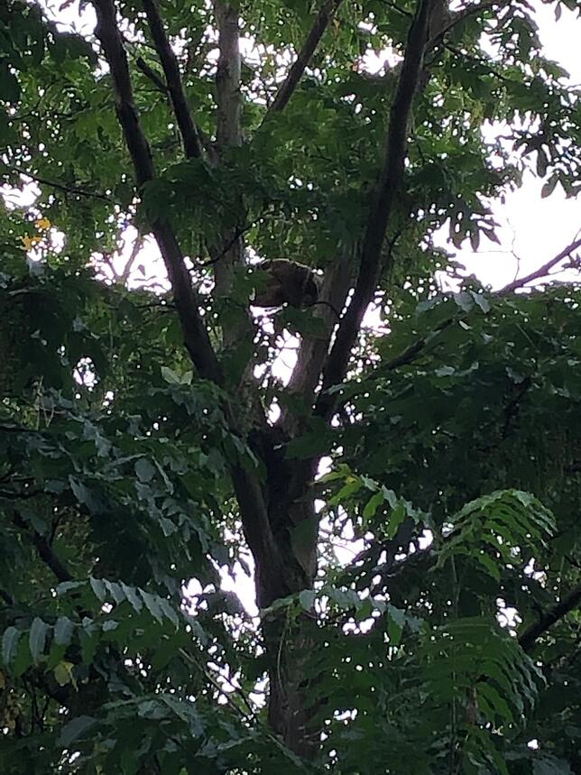 Hier wurde der Nasenbär entdeckt.