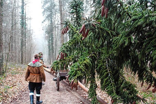 Der Narrenbaum auf seinem Weg aus dem Altbohl-Wald.