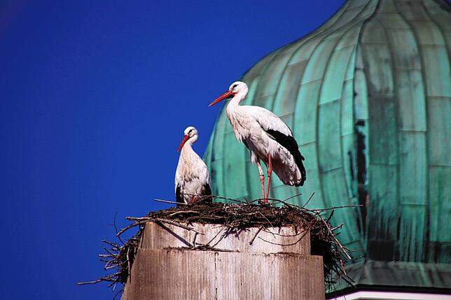 Bild 1: Traute Zweisamkeit: Die Störche Hans und Nelli II sind wieder in ihr Nest in der Oberstadt zurückgekehrt