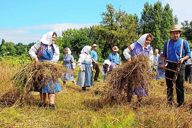 Bild 15: Tausende Besucher an der Bohlinger Sichelhenke
