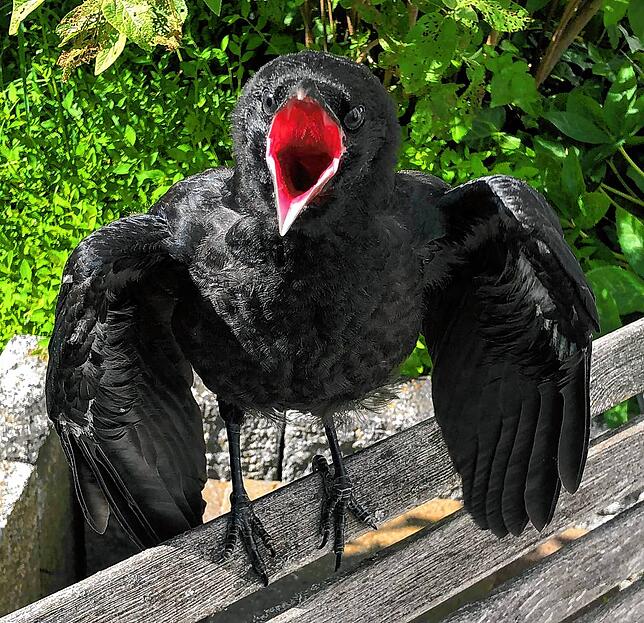 Die Rabenkrähe Abraxas wird von der Wildtierhilfe gepflegt.