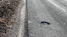 Vom Winter gezeichnet: Tiefe Schlaglöcher sind derzeit auf der gesamten Strecke zwischen Nusplingen und dem Hardthof zu finden. Bild: ...