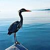 Früher wurde er als Feind bejagt, heute gibt es sogar Freundschaften zwischen Graureihern und Fischern am Bodensee.