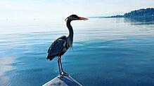 Früher wurde er als Feind bejagt, heute gibt es sogar Freundschaften zwischen Graureihern und Fischern am Bodensee.