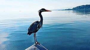 Früher wurde er als Feind bejagt, heute gibt es sogar Freundschaften zwischen Graureihern und Fischern am Bodensee.