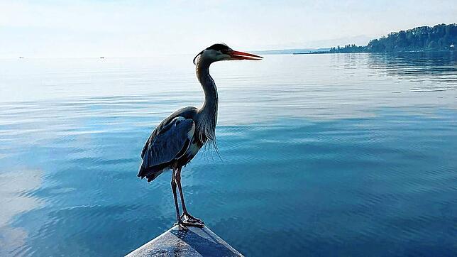 Früher wurde er als Feind bejagt, heute gibt es sogar Freundschaften zwischen Graureihern und Fischern am Bodensee.
