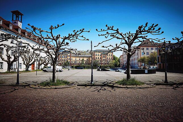 Eine Platane kommt in Konstanz selten allein. Dadurch steigt das Risiko, dass sie sich gegenseitig mit Krankheiten anstecken.