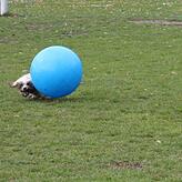 Bolonka Zwetna Snoopy peste seinem Treibball in atemberaubender Geschwindigkeit über den Seesportplatz hinterher.