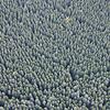 Waldflächen wie diese auf relativ ebenem Gelände sind nach Meinung von Stadtförster Steffen Wolf für ein Befliegen durch Drohnen ideal.