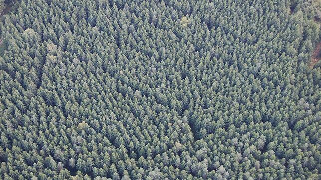 Waldflächen wie diese auf relativ ebenem Gelände sind nach Meinung von Stadtförster Steffen Wolf für ein Befliegen durch Drohnen ideal.