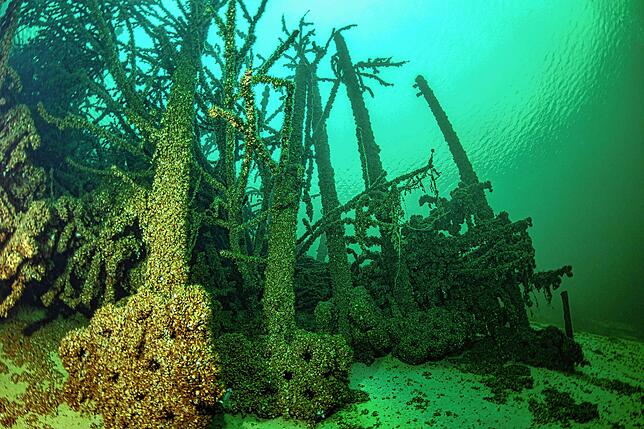 Mit einer Abmessung von insgesamt etwa fünf mal zwölf Metern bietet der Fischreiser eine große Ansiedlungsfläche.