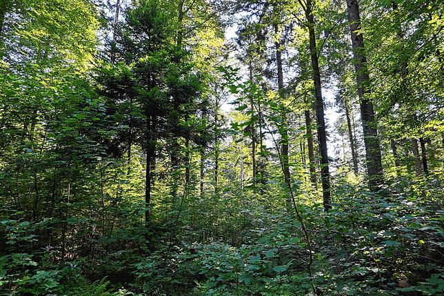 Mischwald zweier Generationen beim Wildgehege in Waldshut-Tiengen: Die hohen Bäume wurzeln bis in den Grundwasserbereich. Die jungen ...