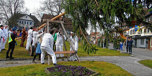 Starke Narren des Fanfarenzugs legen mit den Narrenbaumholern gemeinsam Hand an.