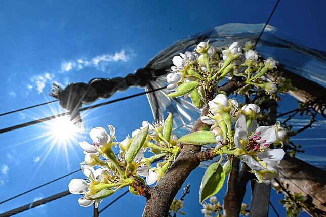 Weiße Blüten hängen in einer Obstplantage an einem Birnenbaum. Die Blüten sind empfindlich, daher scheuen viele Landwirte den Birnenanbau.