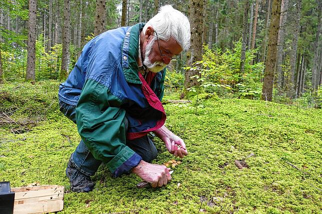 Albert Ross aus Bonndorf ist staatlich anerkannter Pilzexperte und erklärt, wie dieses Jahr die Pilzsaison ausfällt.