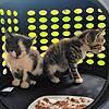Diese beiden kleinen Katzen wurden ohne Mama aufgefunden. Bild:  Tierschutzverein