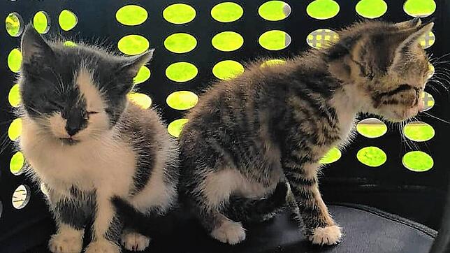 Diese beiden kleinen Katzen wurden ohne Mama aufgefunden. Bild:  Tierschutzverein