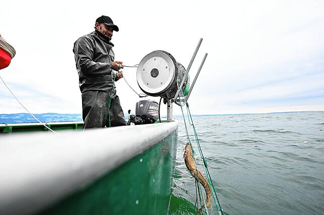 Franz Blum arbeitet als Fischer auf der österreichischen Seite des Bodensees. Hier hat er einen deutlich kleineren Fisch im Netz.