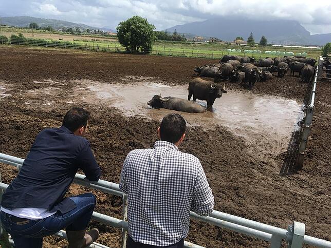 Das ZDF hat die Büffel in Capaccio Paestum in Italien besucht. Bild: Büffel Bill