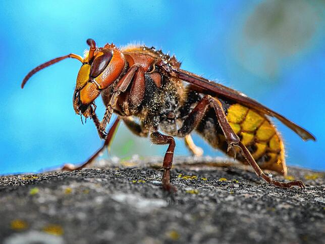 Eine Hornisse (Vespa crabro) ist auf einem Stein in einem Garten zu sehen. Im Gegensatz zu Wespen kommen sie Menschen selten zu nahe.