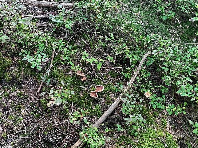 Aufgepasst! In dieser trockenen Saison muss man besonders gut hinschauen, um Pilze zu entdecken.