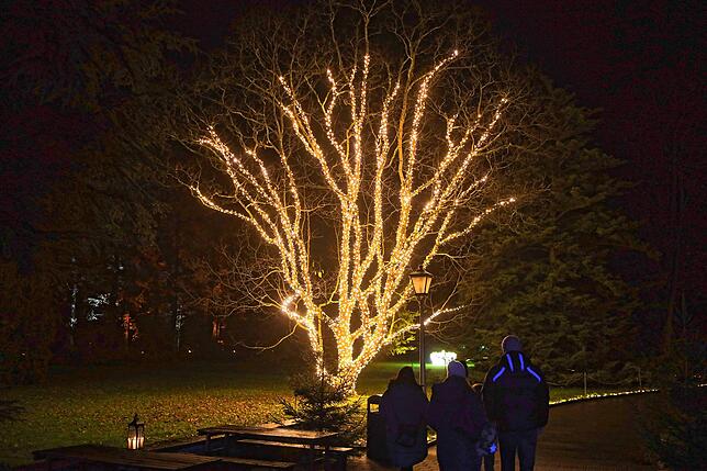 Bild 13: Insel Mainau: Bilder vom Start des Christmas Garden 2023 - Teil 1