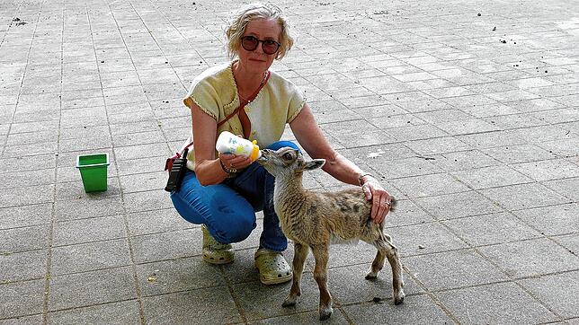 Parkleiterin Martina Schleith agiert selbst die Ziehmama für das Steinbockbaby Helmut. Dessen Mutter ist bei der Geburt vor sechs Wochen ...