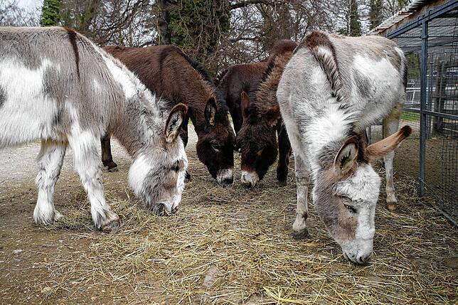 Ein Highlight des Seeburgparks in Kreuzlingen: Der Tierpark. Dort finden sich Esel, Schafe, Ziegen und weitere Tiere wieder.