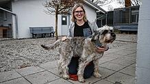 Endlich Glück im neuen Jahr? Auch der Hütehund-Mischling Benny hätte – wie unzählige weitere Tiere – ein liebevolles Zuhause mehr als ...