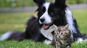 Unterschätzen manche die Verantwortung, die sie für Tiere haben? (Archivbild)
