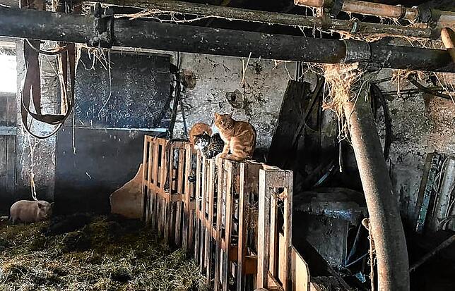 Der Hof, so berichten Tierschützer und Veterinäramt, sei verwahrlost. Sie retteten die Tiere vom Hof.