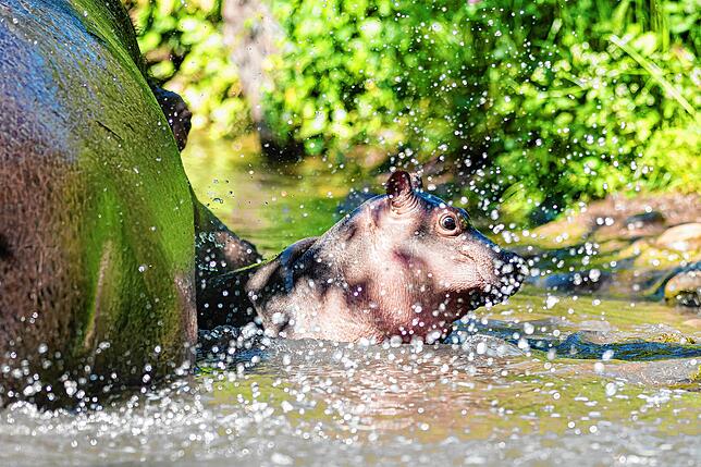 Bild 7: So niedlich: Flusspferd-Baby Serena entdeckt die Welt