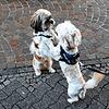 Halten sich nicht an die Abstandsregeln: Tico und Pete.