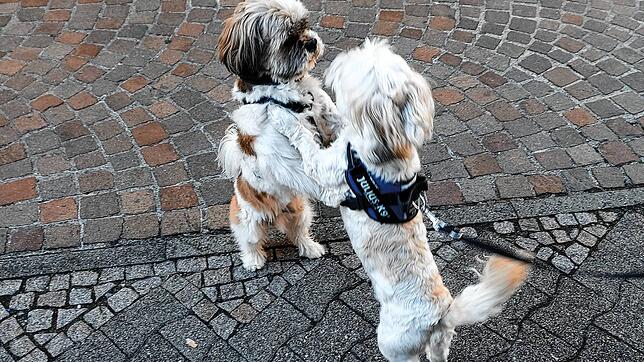 Halten sich nicht an die Abstandsregeln: Tico und Pete.