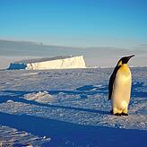 Die Pinguine sind sehr neugierig und halten sich nicht an den 30-Meter-Abstand, den die Wissenschaftler eigentlich zu den Tieren ...