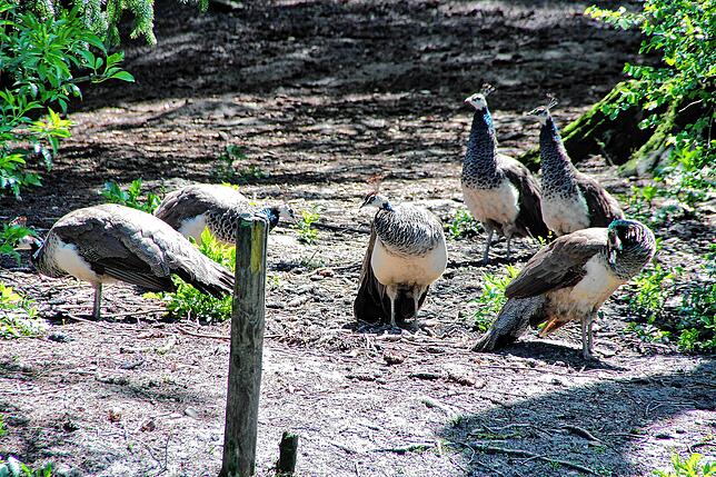 Die Pfauengruppe sonnt sich auf ihrer Insel. Nachwuchs wird erst im Sommer erwartet.