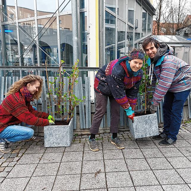 Annika Wagner, Corinna Zürn und Manuel Oestringer (von links) schleppten Kübel mit Efeu und Kletterhortensie, damit die Pflanzen bald ...