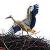 SÜDKURIER-Storch Sunny Ende Juli im Horst auf dem Kassenhäuschen am Affenberg gut eine Woche bevor er seinen Flug in Richtung Süden ...
