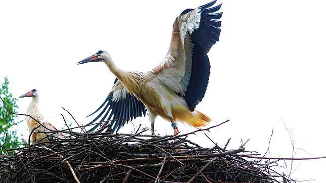SÜDKURIER-Storch Sunny Ende Juli im Horst auf dem Kassenhäuschen am Affenberg gut eine Woche bevor er seinen Flug in Richtung Süden ...